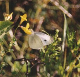 Cabbage White Butterfly