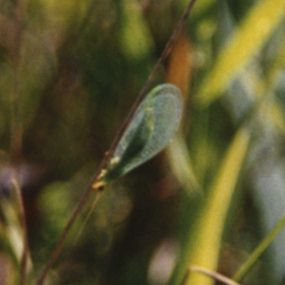 Golden-Eye Lacewing