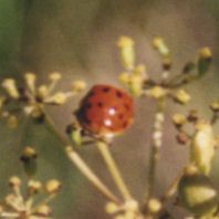 Ladybug