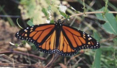 Monarch Butterfly