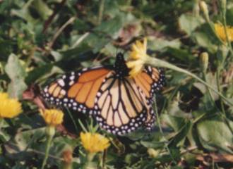 Monarch Butterfly