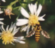 Syrphid Fly