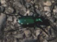 Tiger Beetle