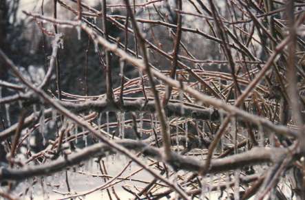 Image: Ice on a tree