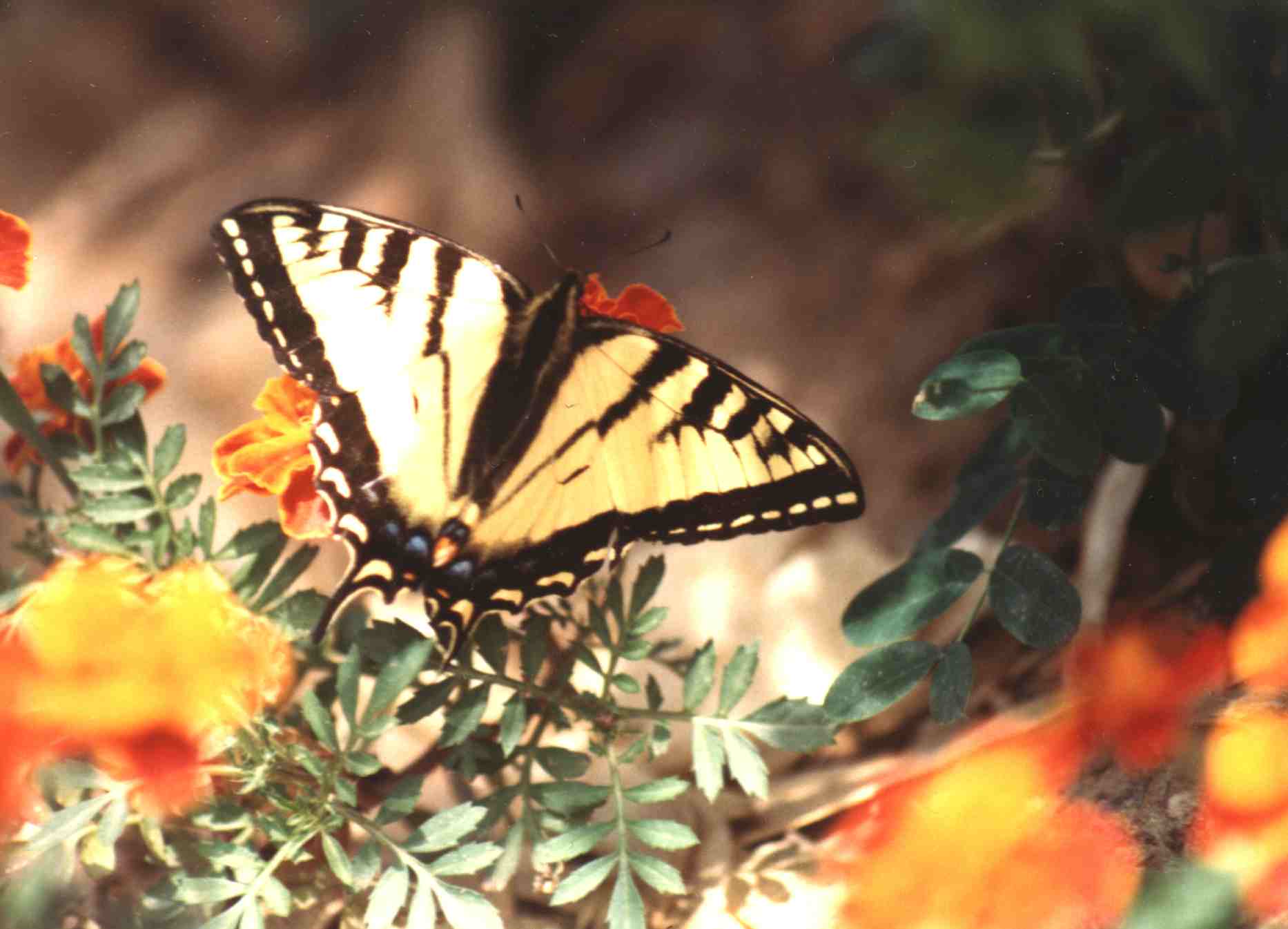 papillon