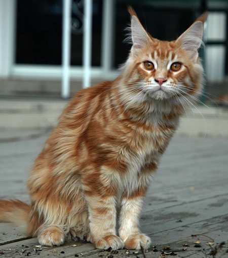 red tabby cat showing belly