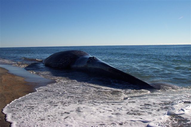 Dead Whale.jpg - 58 K